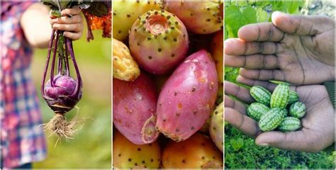 But there is an absolutely massive number of exotic fruits out there than you may have never seen before! 12 Weird & Unusual Fruits & Veggies You Can Grow At Home