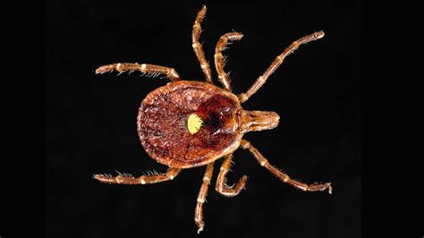 The Lone Star Tick May Be Spreading A New Disease Across America