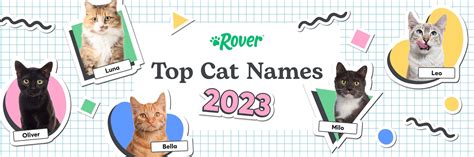 Most Popular Cat Names In The USA