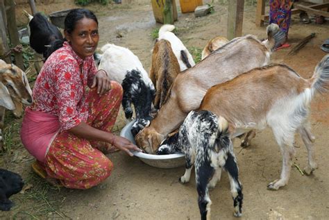 Goat Farming Training For Livelihood Givingsg