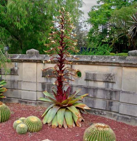 Alcantarea Imperialis Gardensonline