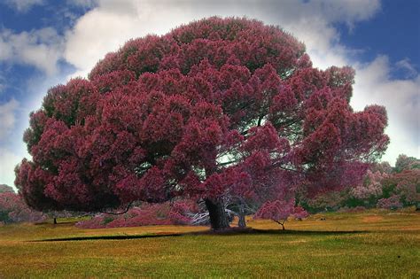 Majestic Tree Photo Digital Painting Photograph By Heinz G Mielke