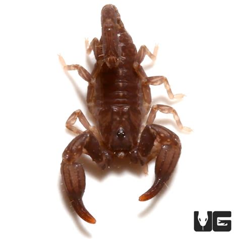 Malaysian Black Scorpion Underground Reptiles