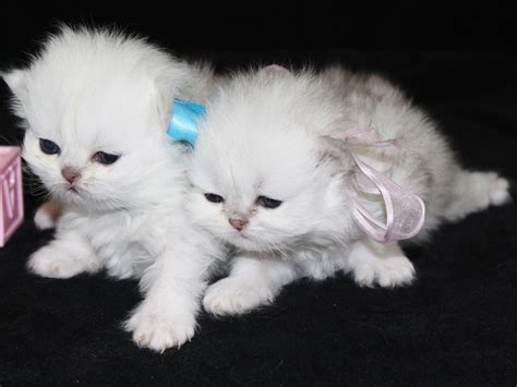 If you haven't found the perfect kitten for sale or adoption you may follow the breed to be notified of new kittens that were recently added. Teacup Kittens for Sale - CatsCreation
