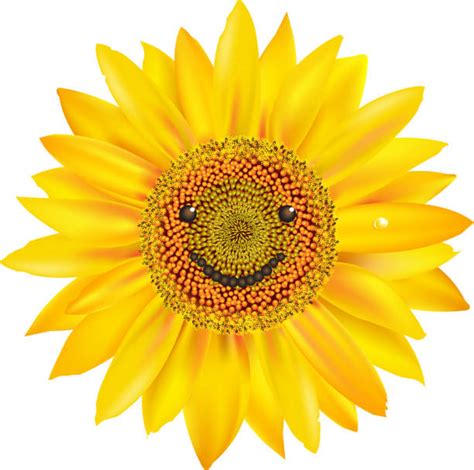 Best Smiling Sunflower Illustrations Royalty Free Vector Graphics
