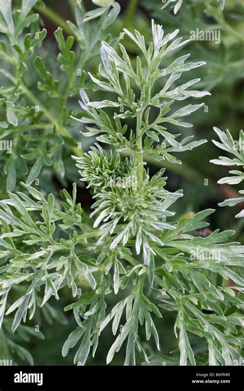 Absinthe Wormwood Artemisia Absinthium Leaves Germany Europe Stock