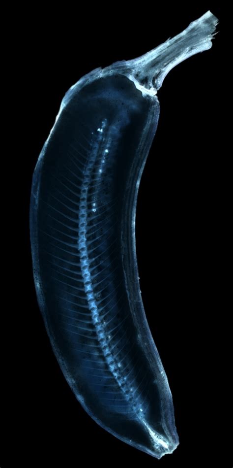 This tutorial will teach you to add a cool cinematic movie effect. Quick Tip: How to Simulate X-Ray Photography in Photoshop ...