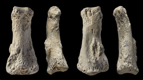Homo Sapiens Fossil Pushes Back Date Of Human Migration From Africa