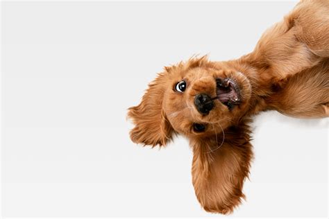 How To Calm Down A Puppy Who Is Over Excited Ultimate Pet Nutrition