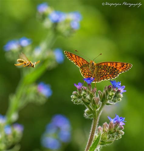 Butterfly And Bee By Wolfsteps Photography On 500px Butterfly