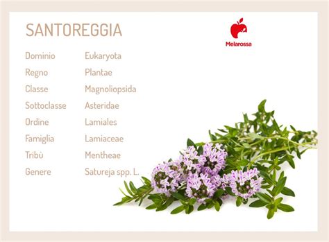 In cucina è ottima per aromatizzare i cibi ma è anche ricca di proprietà benefiche, è antibatterica, antinfiammatoria, antiossidante e fin dai. Santoreggia: cos'è, botanica, proprietà, benefici e usi in ...