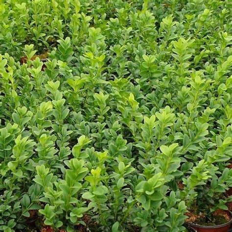 Box Hedging Plants 20 40cm Buxus Sempervirens Dense Evergreen Hedge