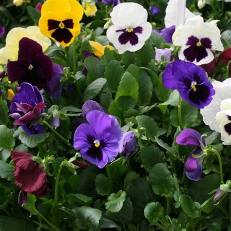 Pansy Flower Garden Seeds Colossus Series Color Mix 500 Seeds