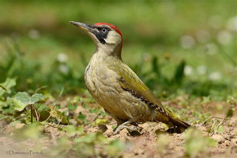 Green Woodpecker Female Juzaphoto