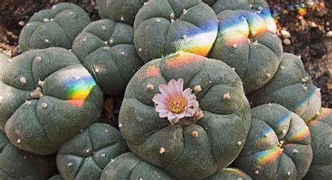The san pedro cactus (trichocereus pachanoi) grows in a single, thick column. What Is Mescaline and What Does Tripping On This ...