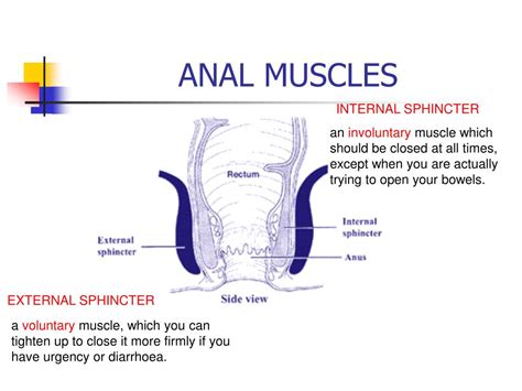 Ppt Anal Sphincter Exercises And Correct Defaecation Powerpoint
