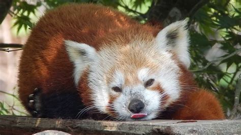Sleepy Red Panda Sticks Its Tongue Out And Then Yawns Youtube