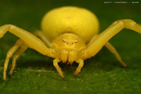 intresting crab spider facts reptile forums