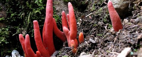 One Of The Most Deadly Fungus Species In Asia Just Mysteriously Emerged