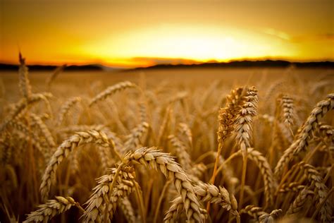 Wheat Field Wallpaper Low Angle Photography Of Wheats Sunset Macro