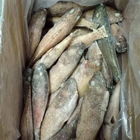 Fresh Silver Biddy Fish Supplier In Tuticorin Grouper Gg Fish Exporter