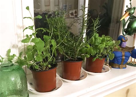 I love my kitchen herb garden just a few feet away from my back porch and getting just what i need for cooking the perfect meal! How to start an indoor herb garden | Hello Homestead