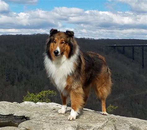 Drummer Rough Collie With Old Fashioned Looks English Shepherd