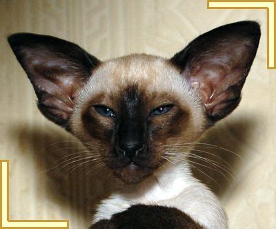 Seal Point Siamese Cats | ... Kittens, Foreign Whites and ...