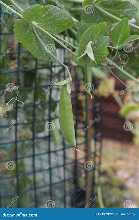 Healthy Sugar Snap Pea Pod On The Plant Stock Image Image Of Filled