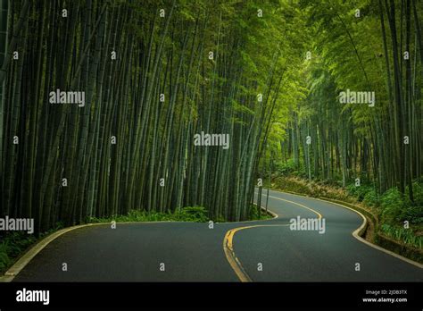 Road Through The Bamboo Sea Sichuan China Stock Photo Alamy