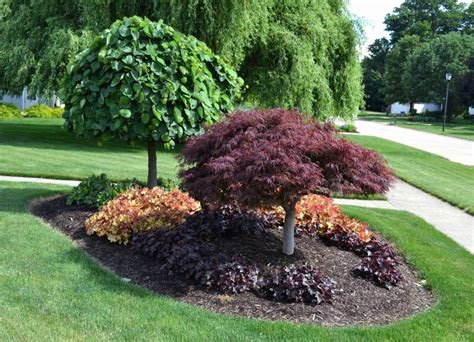 Deer Resistant Dwarf Trees For Landscaping — Randolph Indoor And