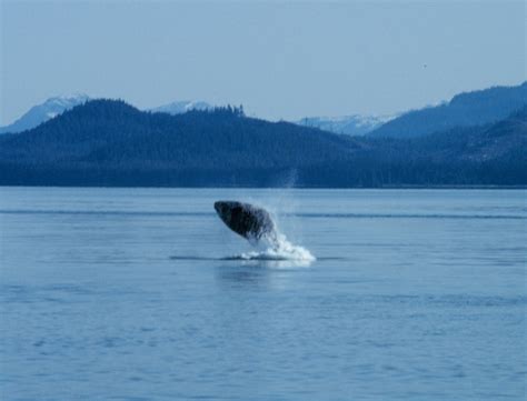 Filehumpback Whale Breaching In Glacier Bay 2036 The Work Of God