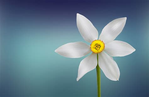 图片素材 性质 厂 白色 轮 干 花瓣 盛开 夏季 花的 弹簧 绿色 颜色 自然 植物学 黄色 特写 孤独