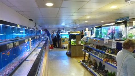 Aylesbury Maidenhead Aquatics Fish Store Review Tropical Fish Site