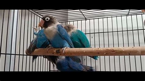 Exotic Birds For Sale At The Best Rate Birds For Sale Youtube