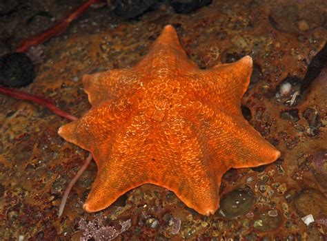 Bat Star With Seven Rays Flickr Photo Sharing