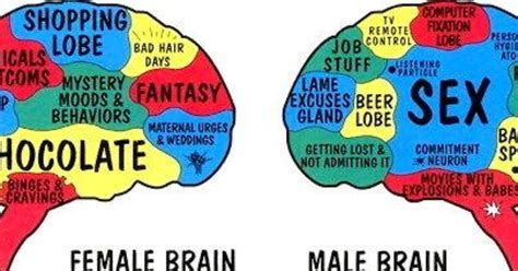 Are These Brain Differences Between Males And Females Accurate