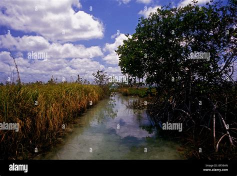 mangrove mangroves mangrove stand wetland wetlands wildlife habitat sian ka an biosphere