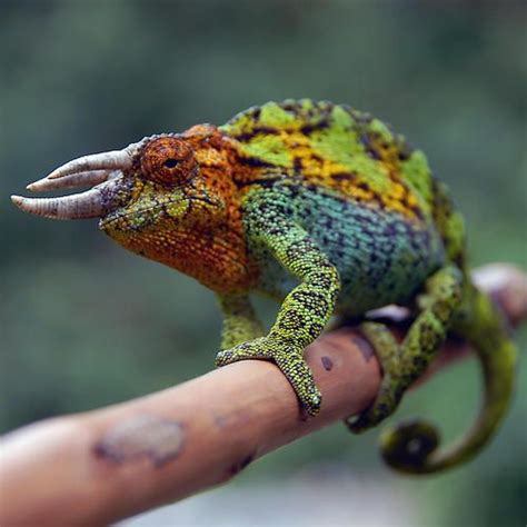 Jacksons Chameleon Hes So Colorful When Hes Fired Up Chameleon