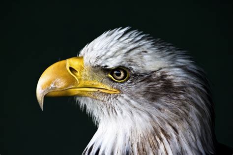 Bald Eagle Portrait Free Stock Photo Public Domain Pictures