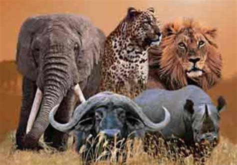 Share Secrets Of The Big 5 Animals Found In Our Cou