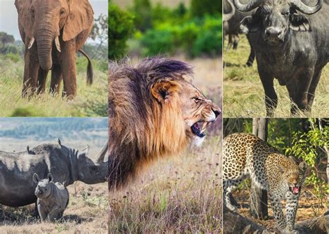 Kenya Big Five Safari Africa Luxury Kenya Wildlife Safari 202223