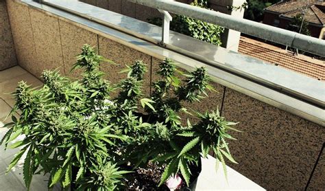 La cannabis non è stata legalizzata. Ecco come coltivare la canapa sul balcone di casa ...