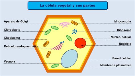 Celula Vegetal Y Sus Partes