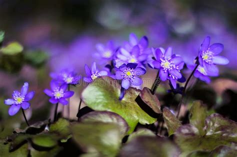 Purple Hepatica Plant In The Garden Stock Photo Image Of Blue Flora
