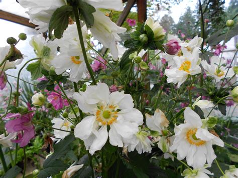 My Petal Press Garden Blog List Of Late Summer Blooming Perennial Flowers
