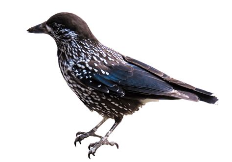 Starling Bird Png Image Hd Png All Png All