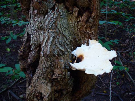 Pictures Of Wild Mushrooms And Fungus Owlcation