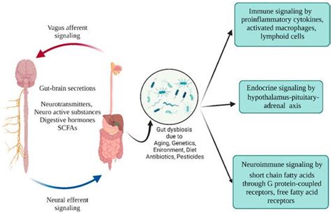 Gut Microbiota And Parkinsons Disease Encyclopedia Mdpi