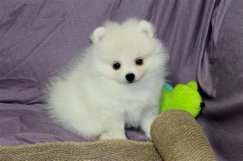 Pomeranian Puppies For Sale Chicago Il 271579
